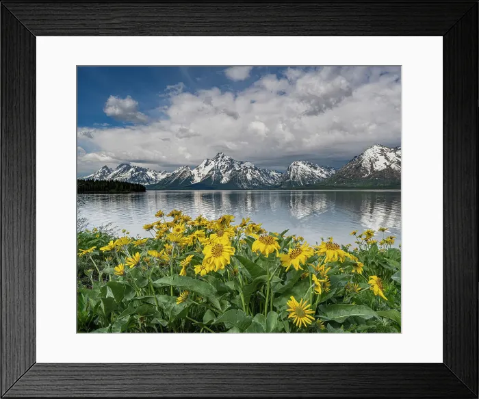 Framed Print : USA, Wyoming. Mount Moran, Jackson Lake and Arrowleaf Balsamroot wildflowers, Grand Teton National Park Framed Print : USA, Wyoming. Mount Moran, Jackson Lake and Arrowleaf Balsamroot wildflowers, Grand Teton National Park