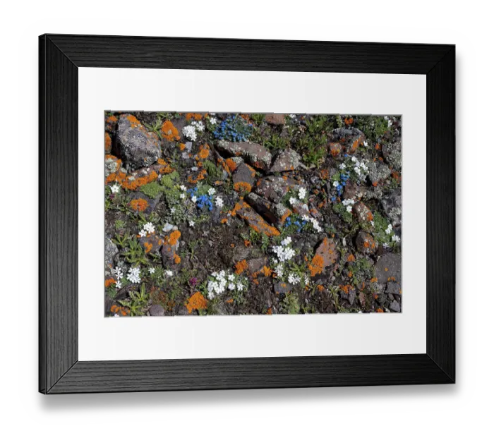 Framed Print : USA, Wyoming. Alpine Forget-Me-Not wildflowers and lichen, Absaroka Mountains