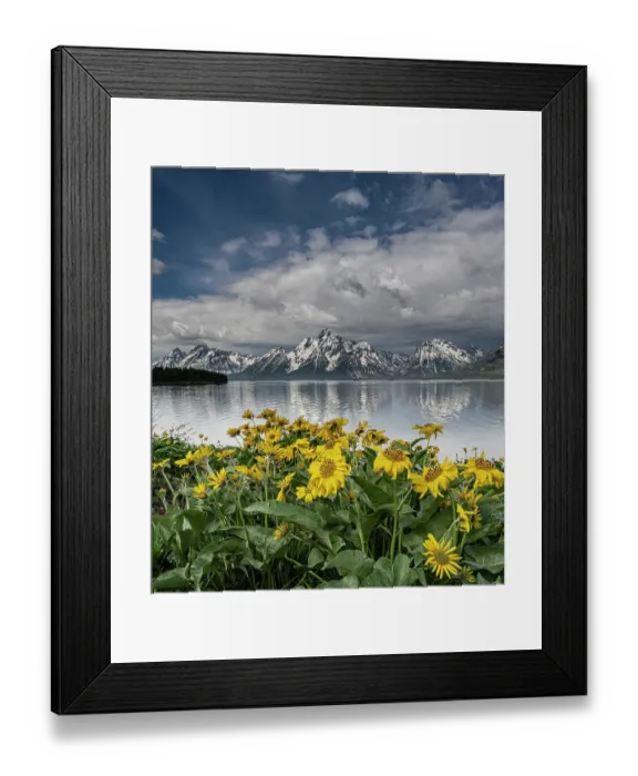 Framed Print : USA, Wyoming. Landscape of Arrowleaf Balsamroot wildflowers and Teton Mountains at Jackson Lake, Grand Teton National Park Framed Print : USA, Wyoming. Landscape of Arrowleaf Balsamroot wildflowers and Teton Mountains at Jackson Lake, Grand Teton National Park