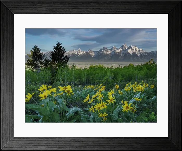 Framed Print : USA, Wyoming. Landscape of Grand Teton, Arrowleaf Balsamroot wildflowers and aspen trees, Grand Teton National Park Framed Print : USA, Wyoming. Landscape of Grand Teton, Arrowleaf Balsamroot wildflowers and aspen trees, Grand Teton National Park