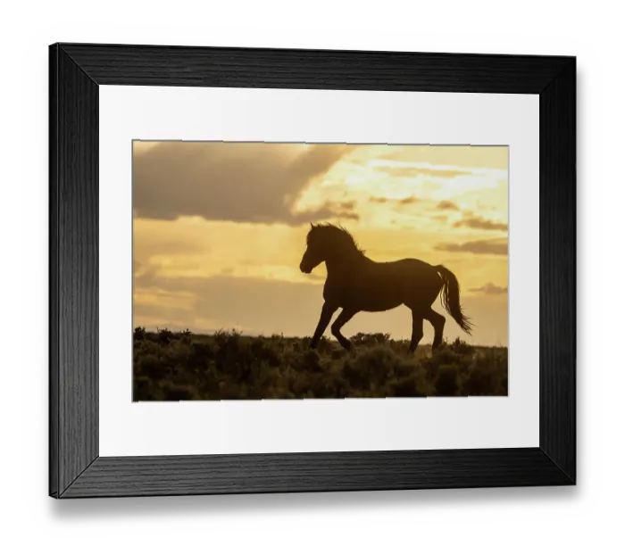 Framed Print : USA, Wyoming, McCullough Peaks Herd Management Area. Wild horse silhouetted at sunset Framed Print : USA, Wyoming, McCullough Peaks Herd Management Area. Wild horse silhouetted at sunset
