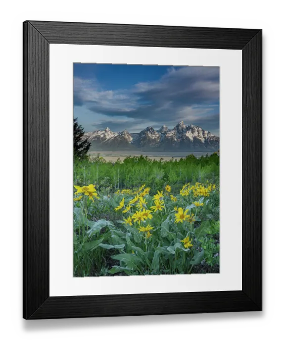 Framed Print : USA, Wyoming. Landscape of Arrowleaf Balsamroot wildflowers, Aspen trees and Cirrus Clouds over Teton Mountains in distance Framed Print : USA, Wyoming. Landscape of Arrowleaf Balsamroot wildflowers, Aspen trees and Cirrus Clouds over Teton Mountains in distance