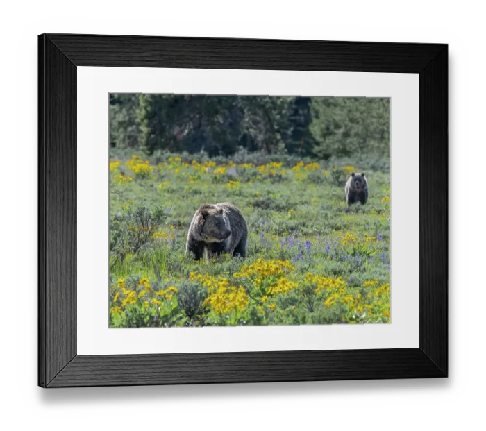 Framed Print : USA, Wyoming. Grizzly Bears dig up Biscuitroot in Grand Teton National Park near Jackson Hole, Wyoming Framed Print : USA, Wyoming. Grizzly Bears dig up Biscuitroot in Grand Teton National Park near Jackson Hole, Wyoming