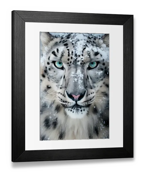 Framed Print : Close-up of snow leopard face. ©Jim Zuckerman / Jaynes Gallery / DanitaDelimont.com Framed Print : Close-up of snow leopard face. ©Jim Zuckerman / Jaynes Gallery / DanitaDelimont.com