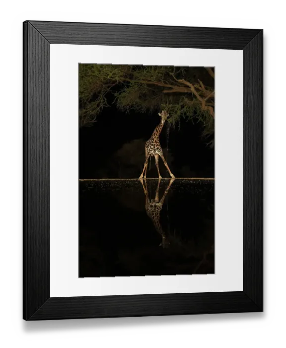 Framed Print : Africa, Kenya, Amboseli National Park. Giraffe at waterhole at night Framed Print : Africa, Kenya, Amboseli National Park. Giraffe at waterhole at night