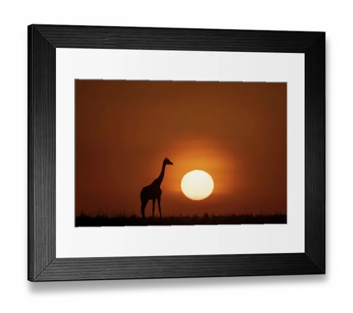 Framed Print : Africa, Kenya, Maasai Mara National Reserve. Silhouette of giraffe at sunset Framed Print : Africa, Kenya, Maasai Mara National Reserve. Silhouette of giraffe at sunset