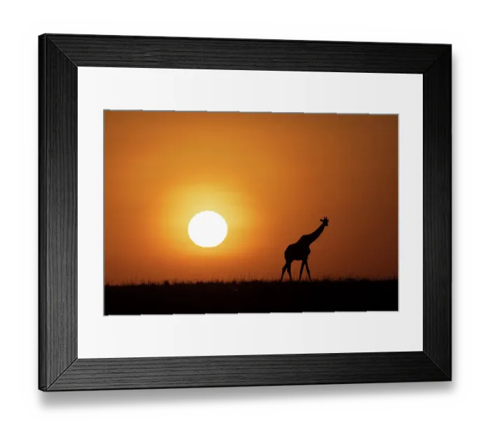 Framed Print : Africa, Kenya, Maasai Mara National Reserve. Silhouette of giraffe at sunset Framed Print : Africa, Kenya, Maasai Mara National Reserve. Silhouette of giraffe at sunset