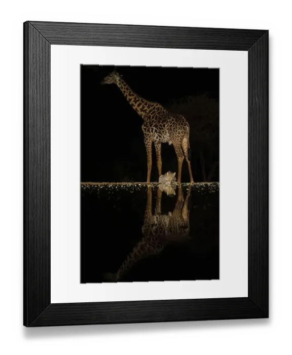 Framed Print : Africa, Kenya, Amboseli National Park. Giraffe and leopard at waterhole at night Framed Print : Africa, Kenya, Amboseli National Park. Giraffe and leopard at waterhole at night