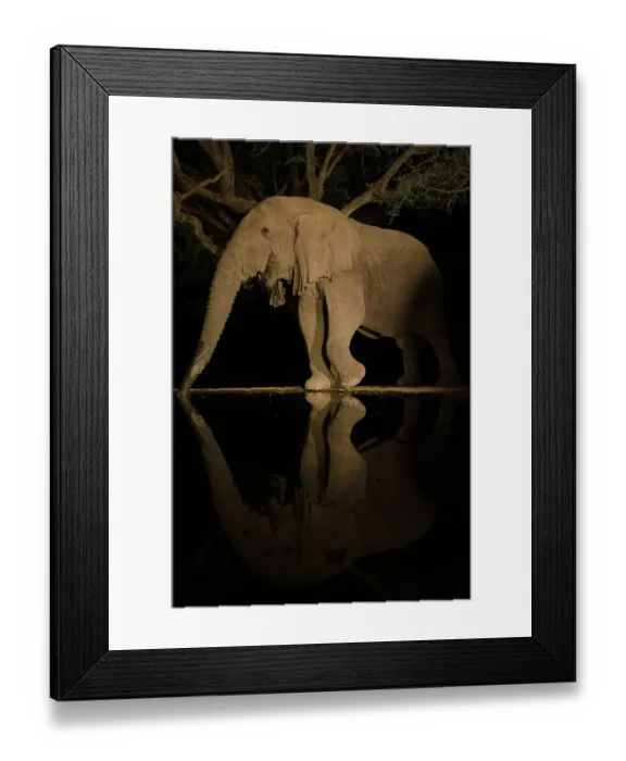 Framed Print : Africa, Kenya, Amboseli National Park. Elephant drinking at waterhole at night