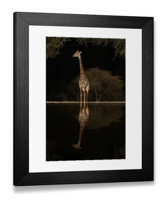 Framed Print : Africa, Kenya, Amboseli National Park. Giraffe at waterhole at night