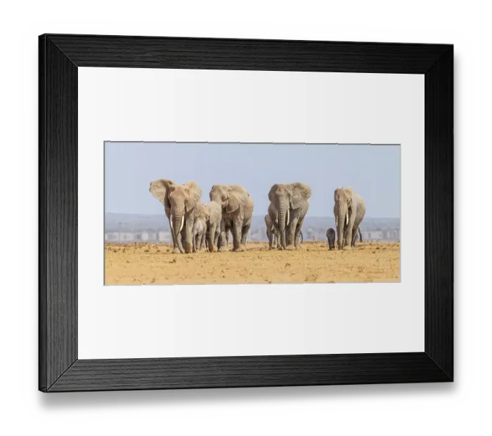 Framed Print : Africa, Kenya, Amboseli National Park. Group of walking elephants Framed Print : Africa, Kenya, Amboseli National Park. Group of walking elephants
