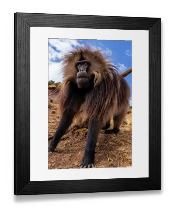Framed Print : Ethiopia, Simian Mountains. Wild male Gelada baboon close-up. ©Jim Zuckerman / Jaynes Gallery / DanitaDelimont.com Framed Print : Ethiopia, Simian Mountains. Wild male Gelada baboon close-up. ©Jim Zuckerman / Jaynes Gallery / DanitaDelimont.com