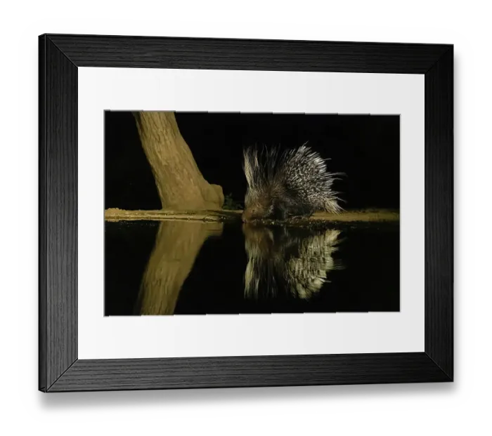 Framed Print : Africa, Kenya, Amboseli National Park. Porcupine drinking at waterhole at night