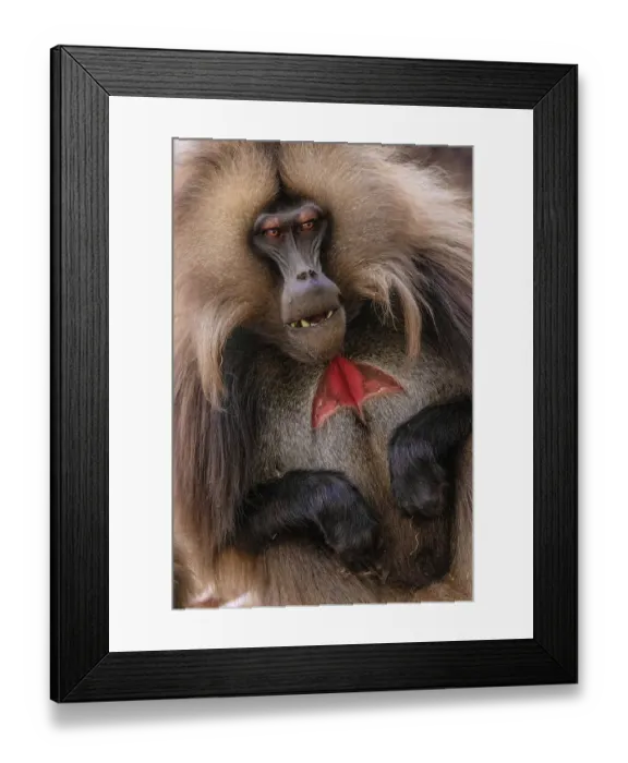 Framed Print : Ethiopia, Simian Mountains. Wild male Gelada baboon close-up. ©Jim Zuckerman / Jaynes Gallery / DanitaDelimont.com Framed Print : Ethiopia, Simian Mountains. Wild male Gelada baboon close-up. ©Jim Zuckerman / Jaynes Gallery / DanitaDelimont.com