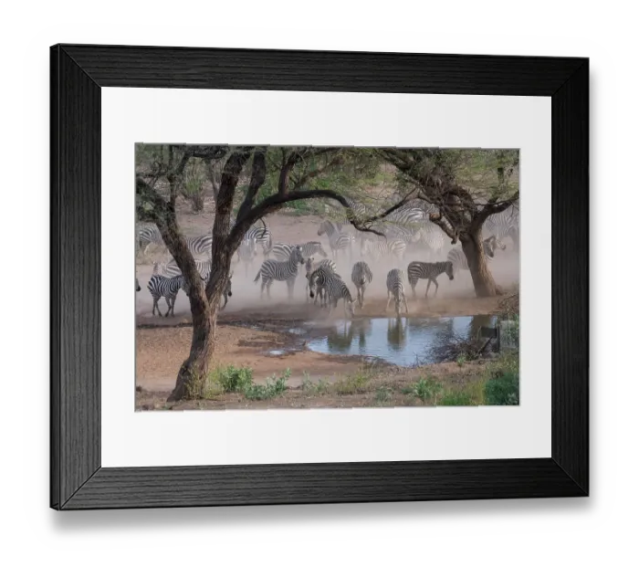 Framed Print : Africa, Kenya, Amboseli National Park. Zebras at waterhole