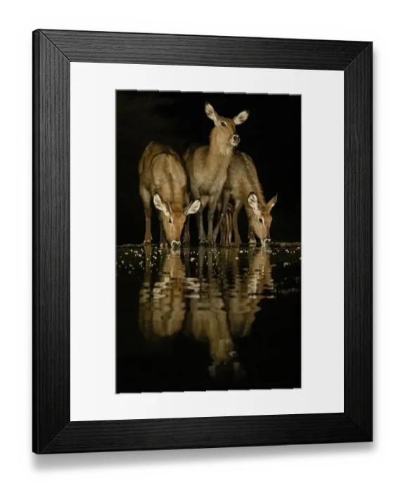 Framed Print : Africa, Kenya, Amboseli National Park. Cape bushbucks drinking at waterhole at night Framed Print : Africa, Kenya, Amboseli National Park. Cape bushbucks drinking at waterhole at night