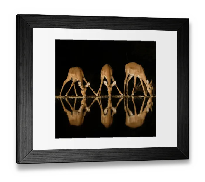 Framed Print : Africa, Kenya, Amboseli National Park. Impalas drinking at waterhole at night Framed Print : Africa, Kenya, Amboseli National Park. Impalas drinking at waterhole at night