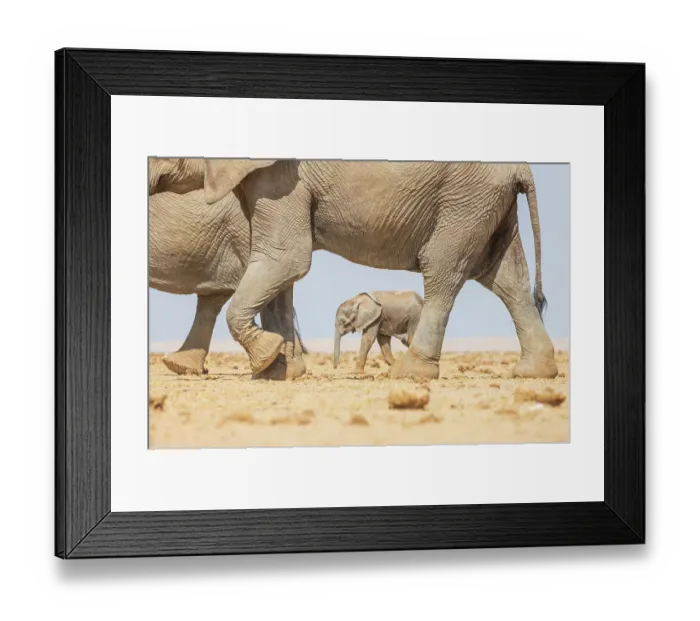 Framed Print : Africa, Kenya, Amboseli National Park. Group of walking elephants Framed Print : Africa, Kenya, Amboseli National Park. Group of walking elephants