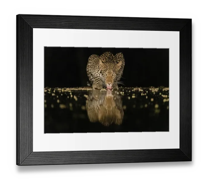 Framed Print : Africa, Kenya, Amboseli National Park. Leopard drinking at waterhole at night Framed Print : Africa, Kenya, Amboseli National Park. Leopard drinking at waterhole at night