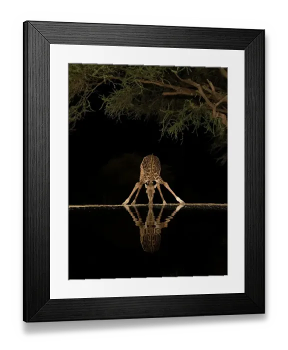 Framed Print : Africa, Kenya, Amboseli National Park. Giraffe drinking at waterhole at night Framed Print : Africa, Kenya, Amboseli National Park. Giraffe drinking at waterhole at night