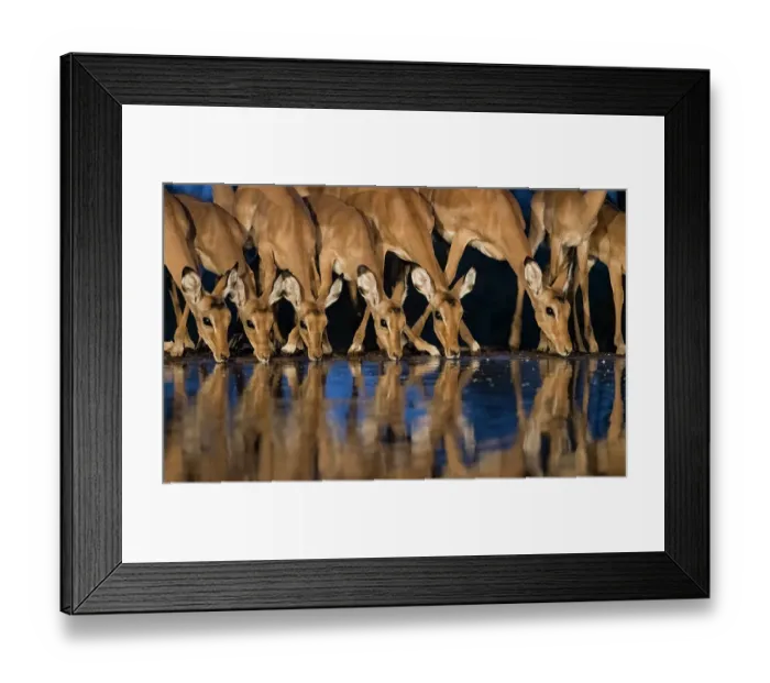 Framed Print : Africa, Kenya, Amboseli National Park. Impalas drinking at waterhole at night Framed Print : Africa, Kenya, Amboseli National Park. Impalas drinking at waterhole at night