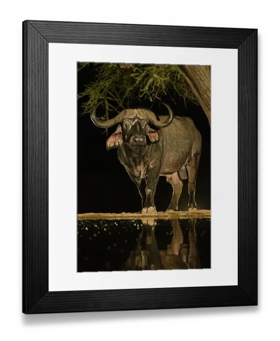 Framed Print : Africa, Kenya, Amboseli National Park. Cape buffalo drinking at waterhole at night