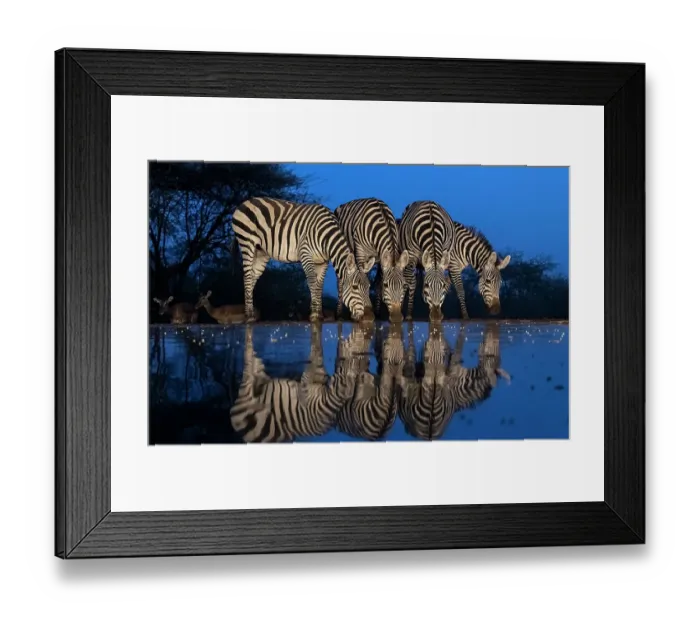 Framed Print : Africa, Kenya, Amboseli National Park. Zebras drinking at waterhole at night Framed Print : Africa, Kenya, Amboseli National Park. Zebras drinking at waterhole at night