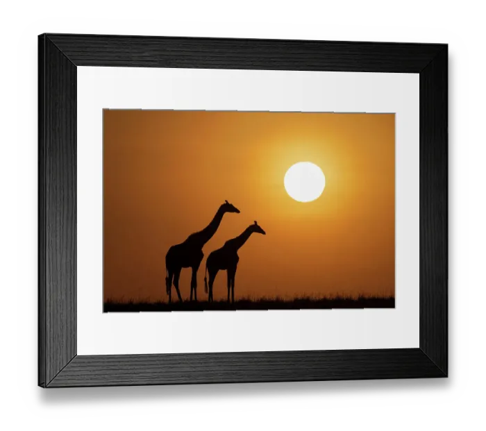 Framed Print : Africa, Kenya, Maasai Mara National Reserve. Silhouette of two giraffes at sunset