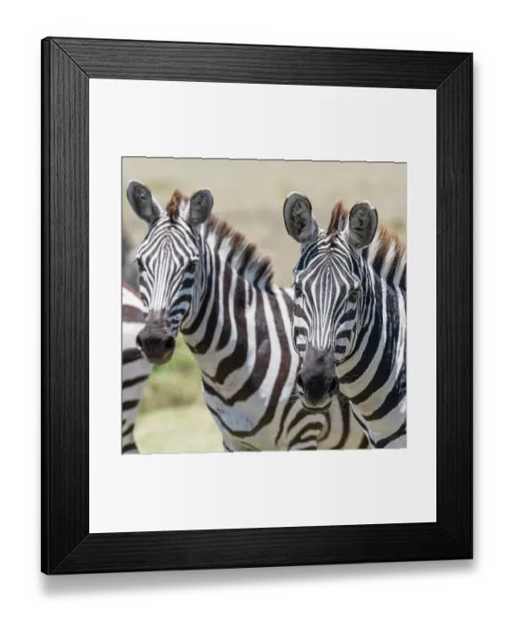 Framed Print : Africa, Kenya, Maasai Mara National Reserve. Close-up of zebras Framed Print : Africa, Kenya, Maasai Mara National Reserve. Close-up of zebras