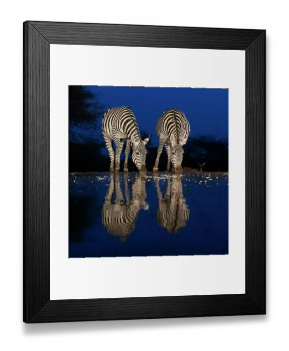 Framed Print : Africa, Kenya, Amboseli National Park. Zebras drinking at waterhole at night Framed Print : Africa, Kenya, Amboseli National Park. Zebras drinking at waterhole at night