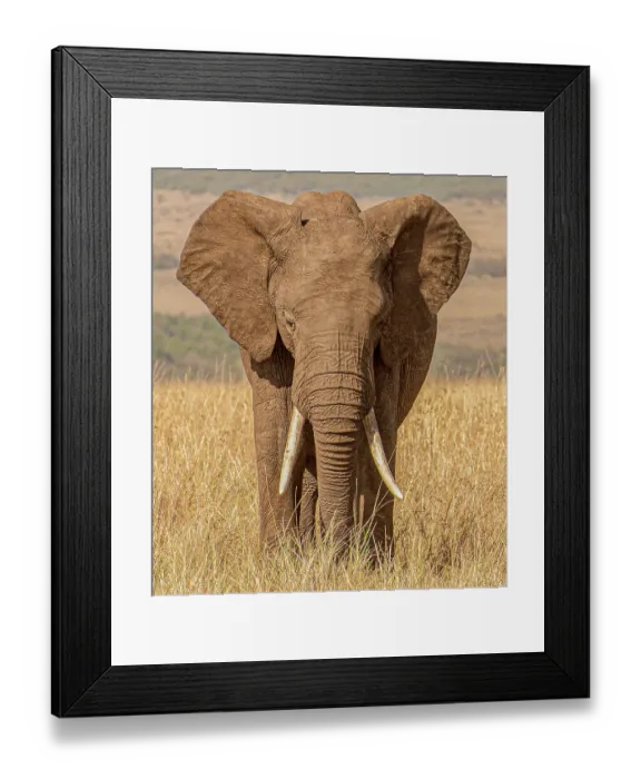 Framed Print : Kenya. Elephant standing Framed Print : Kenya. Elephant standing