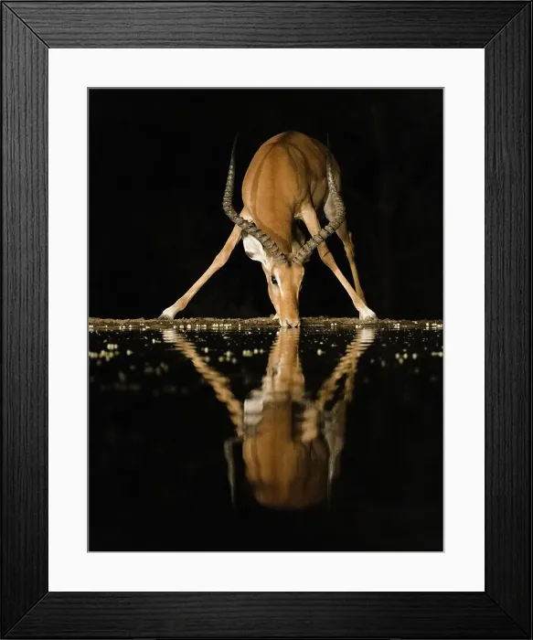 Framed Print : Africa, Kenya, Amboseli National Park. Impala drinking at waterhole at night Framed Print : Africa, Kenya, Amboseli National Park. Impala drinking at waterhole at night