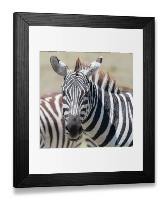 Framed Print : Africa, Kenya, Maasai Mara National Reserve. Close-up of zebra Framed Print : Africa, Kenya, Maasai Mara National Reserve. Close-up of zebra