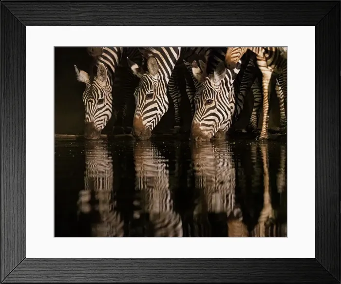 Framed Print : Africa, Kenya, Amboseli National Park. Zebras drinking at waterhole at night Framed Print : Africa, Kenya, Amboseli National Park. Zebras drinking at waterhole at night