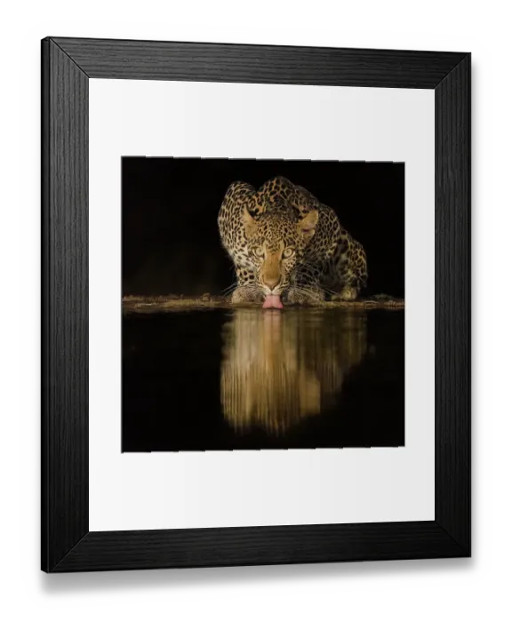 Framed Print : Africa, Kenya, Amboseli National Park. Leopard drinking at waterhole at night Framed Print : Africa, Kenya, Amboseli National Park. Leopard drinking at waterhole at night