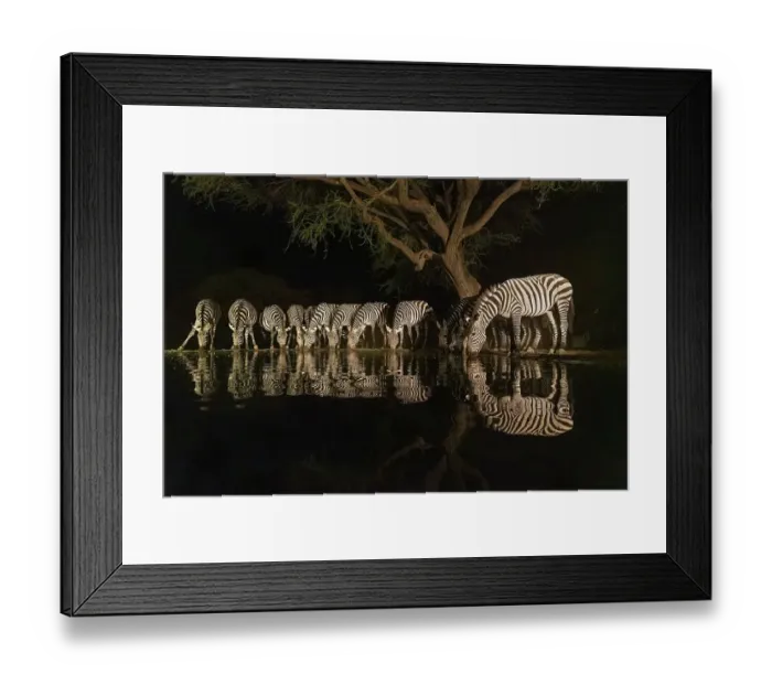 Framed Print : Africa, Kenya, Amboseli National Park. Zebras drinking at waterhole at night Framed Print : Africa, Kenya, Amboseli National Park. Zebras drinking at waterhole at night