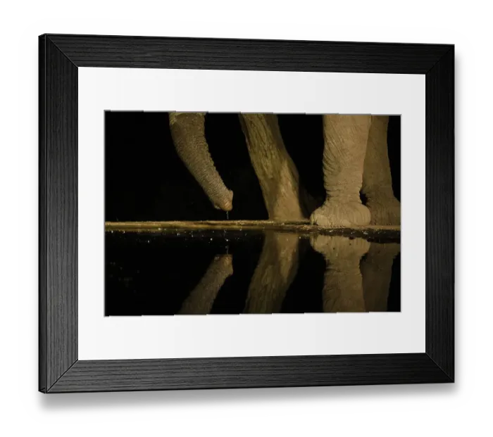 Framed Print : Africa, Kenya, Amboseli National Park. Elephant drinking at waterhole at night Framed Print : Africa, Kenya, Amboseli National Park. Elephant drinking at waterhole at night