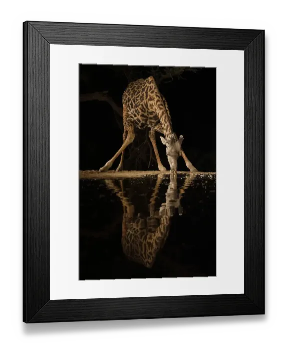 Framed Print : Africa, Kenya, Amboseli National Park. Giraffe drinking at waterhole at night Framed Print : Africa, Kenya, Amboseli National Park. Giraffe drinking at waterhole at night