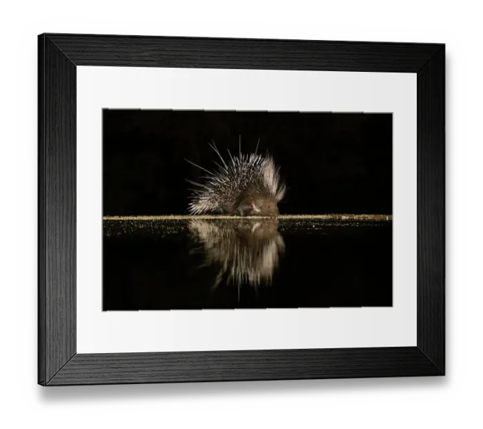 Framed Print : Africa, Kenya, Amboseli National Park. Porcupine drinking at waterhole at night Framed Print : Africa, Kenya, Amboseli National Park. Porcupine drinking at waterhole at night