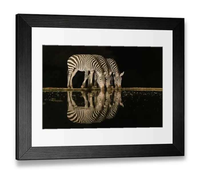 Framed Print : Africa, Kenya, Amboseli National Park. Zebras drinking at waterhole at night