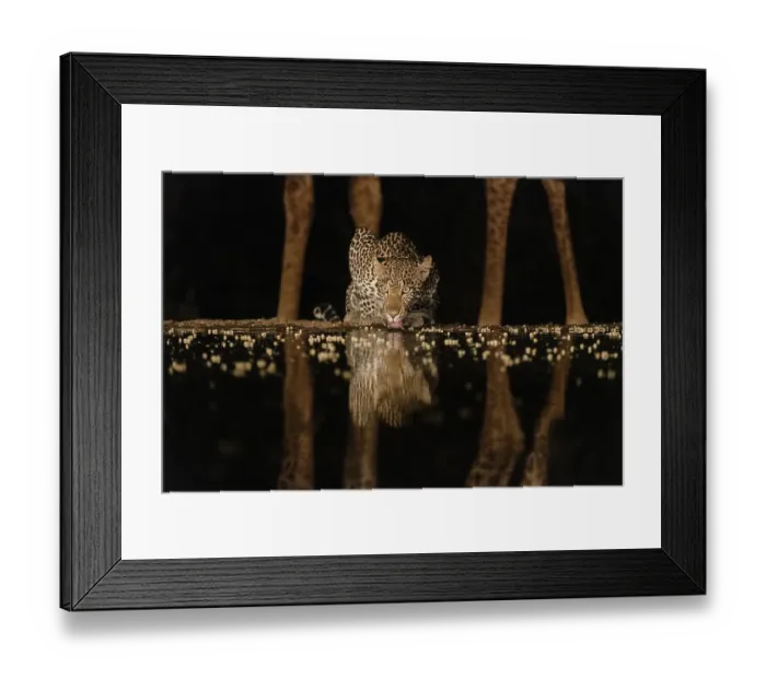 Framed Print : Africa, Kenya, Amboseli National Park. Giraffe and leopard at waterhole at night Framed Print : Africa, Kenya, Amboseli National Park. Giraffe and leopard at waterhole at night