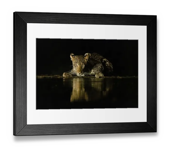 Framed Print : Africa, Kenya, Amboseli National Park. Leopard drinking at waterhole at night Framed Print : Africa, Kenya, Amboseli National Park. Leopard drinking at waterhole at night