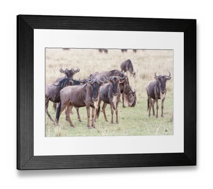 Framed Print : Kenya. Wildebeest group