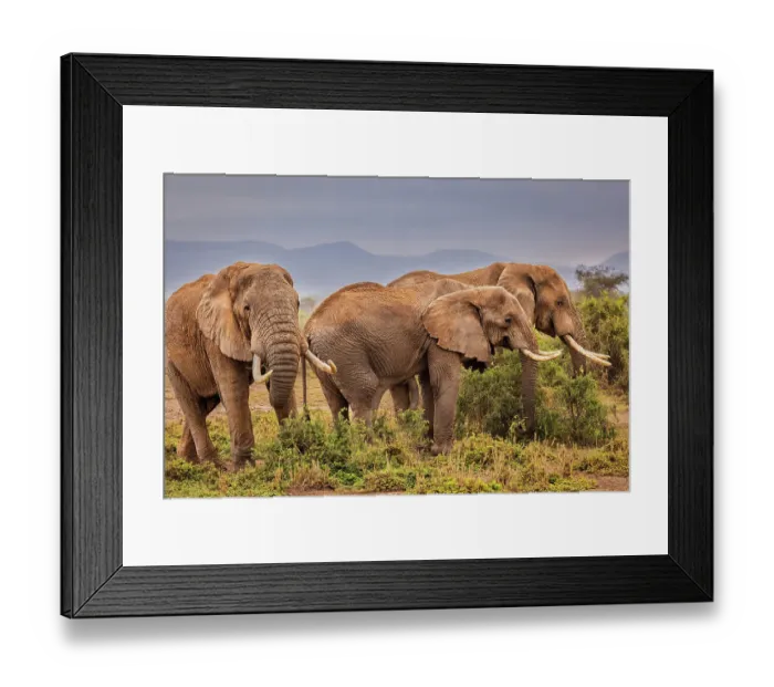 Framed Print : Elephants grazing, Amboseli National Park Framed Print : Elephants grazing, Amboseli National Park