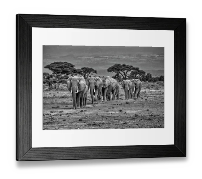 Framed Print : Elephants, Amboseli National Park