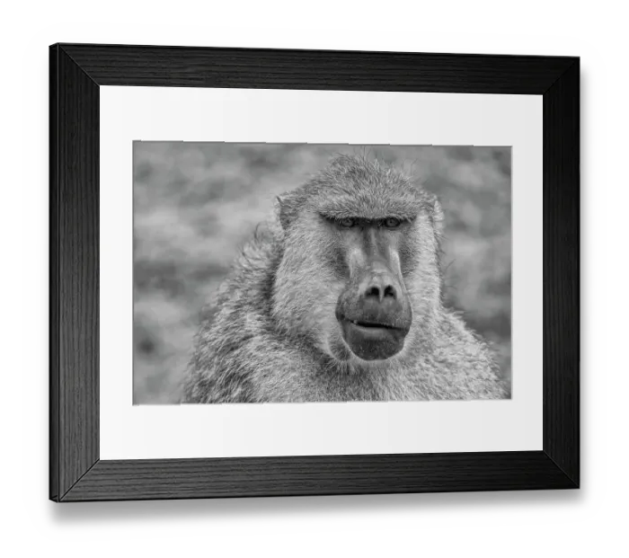 Framed Print : Baboon, Amboseli National Park Framed Print : Baboon, Amboseli National Park