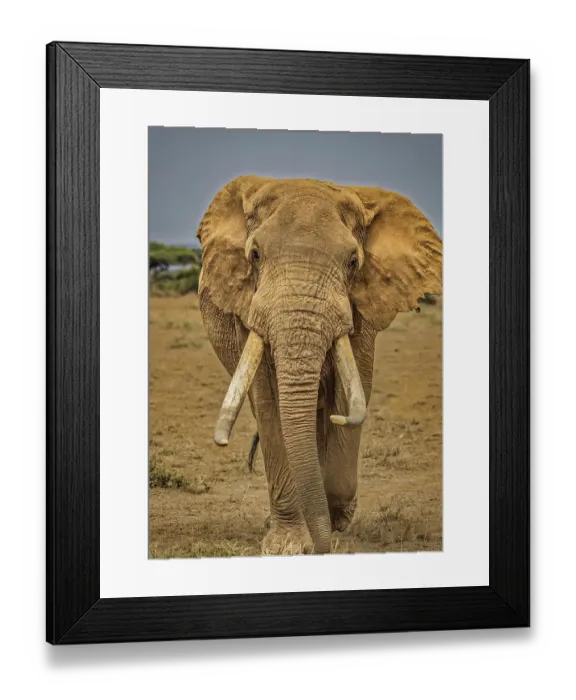 Framed Print : Elephant, Amboseli National Park Framed Print : Elephant, Amboseli National Park
