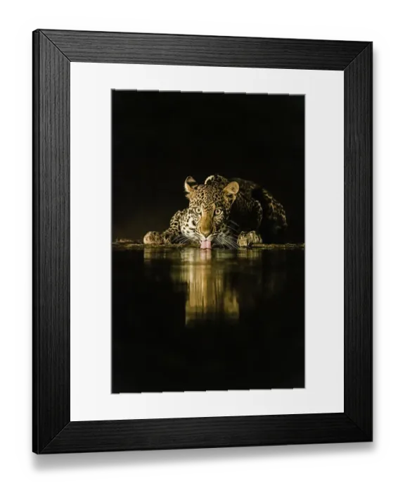 Framed Print : Africa, Kenya, Amboseli National Park. Leopard drinking at waterhole at night