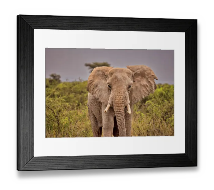 Framed Print : Elephant, Amboseli National Park Framed Print : Elephant, Amboseli National Park