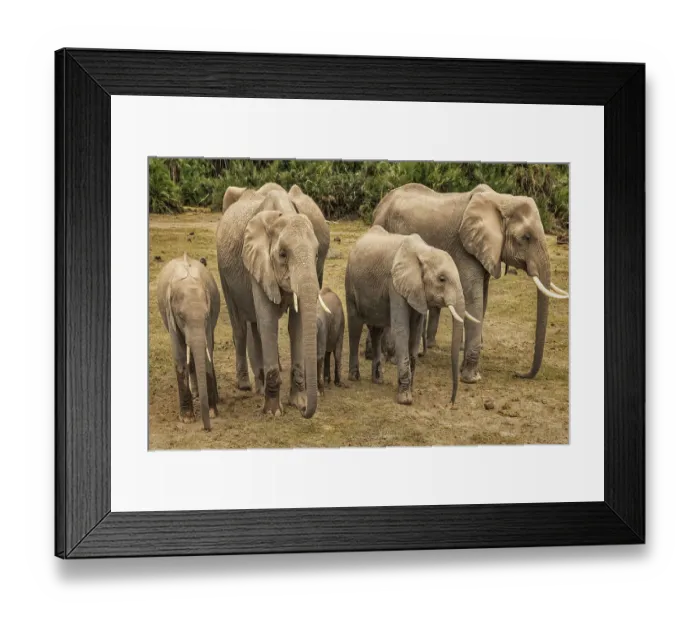 Framed Print : Elephants resting, Amboseli National Park Framed Print : Elephants resting, Amboseli National Park